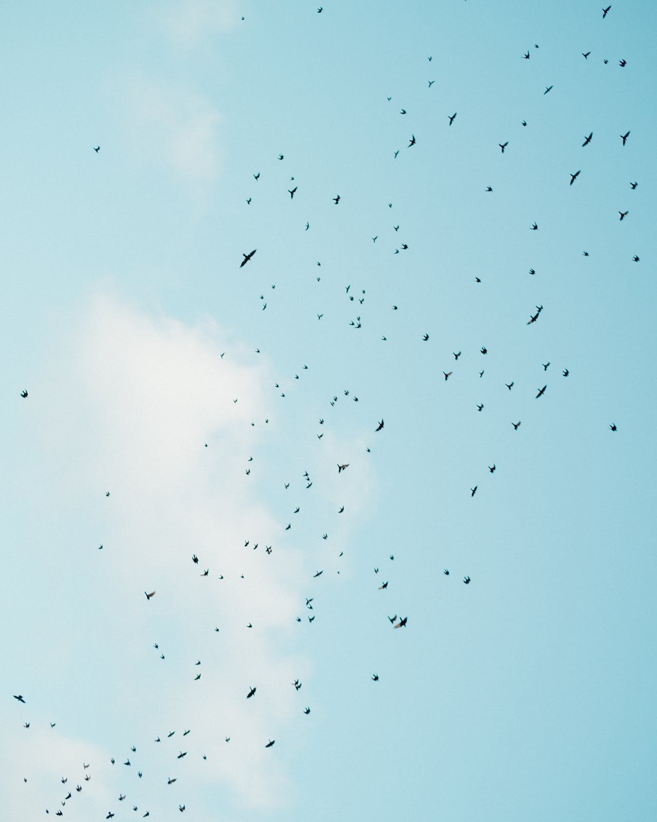 Birds flying in blue sky in daylight-Medium.jpg